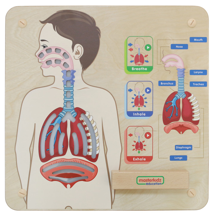 MASTERKIDZ Montessori Respiratory System Educational Board