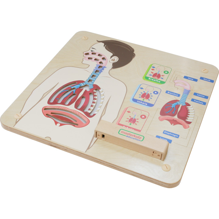 MASTERKIDZ Montessori Respiratory System Educational Board