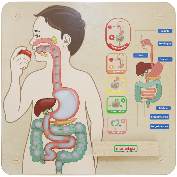 MASTERKIDZ Montessori Digestive System Educational Board