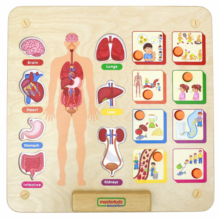MASTERKIDZ Montessori Human Body System Educational Board