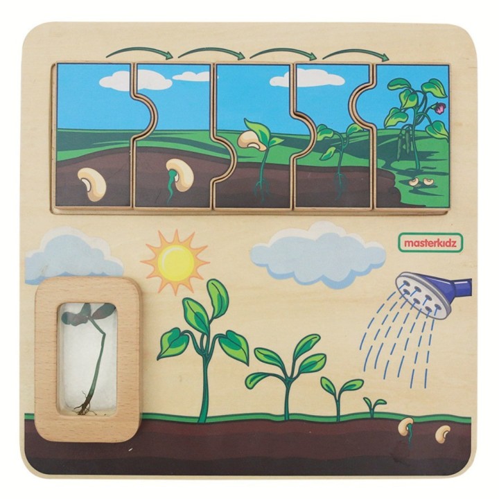 Masterkidz Bean Life Cycle Wooden Board - STEM Learning