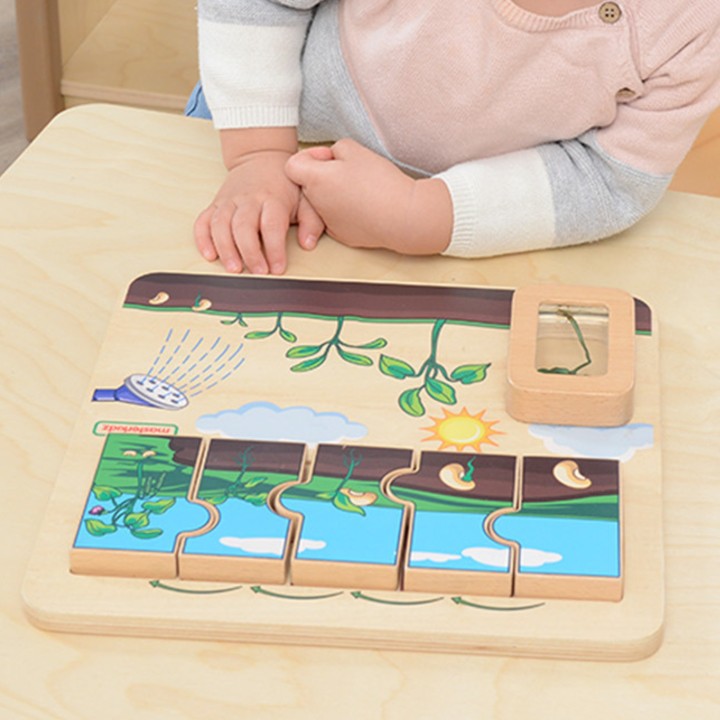 Masterkidz Bean Life Cycle Wooden Board - STEM Learning