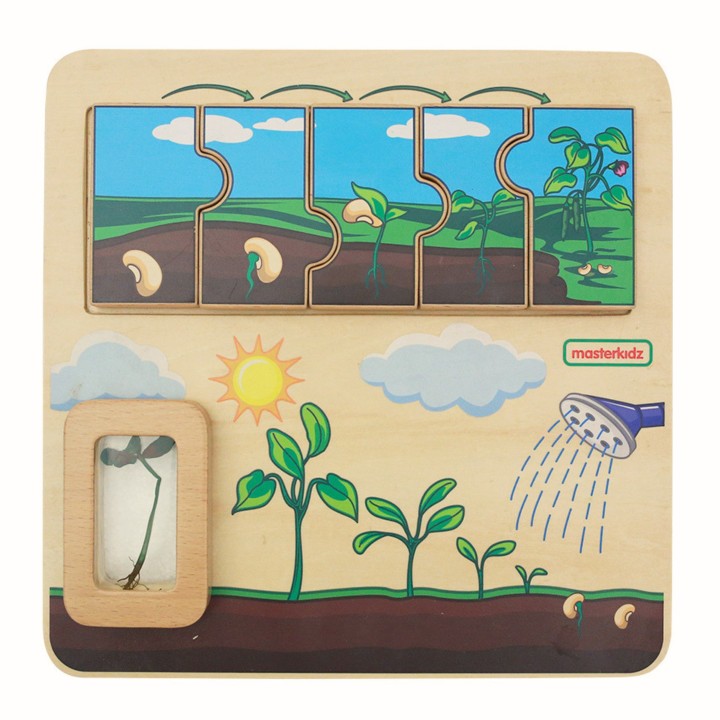 Masterkidz Bean Life Cycle Wooden Board - STEM Learning