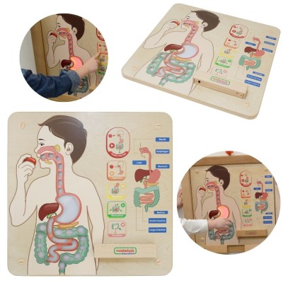 MASTERKIDZ Digestive System Board - Learn about the Human Body through Play