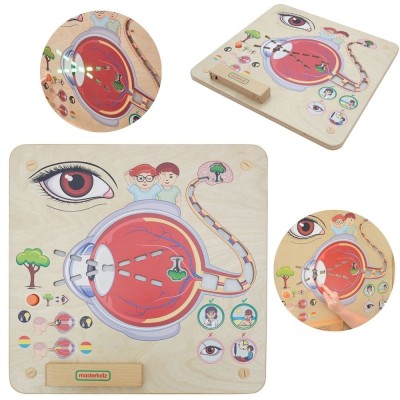 MASTERKIDZ Sense of Sight Board - Structure and Function of the Eye