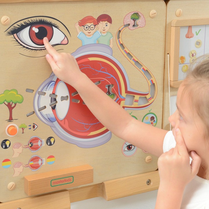 Tablica Zmysł Wzroku MASTERKIDZ - Budowa i Działanie Oka